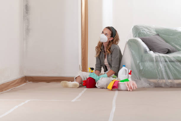 Reliable Basement Mold Remediation contractor in Saint Paul, MN by Mold Remediation HQ